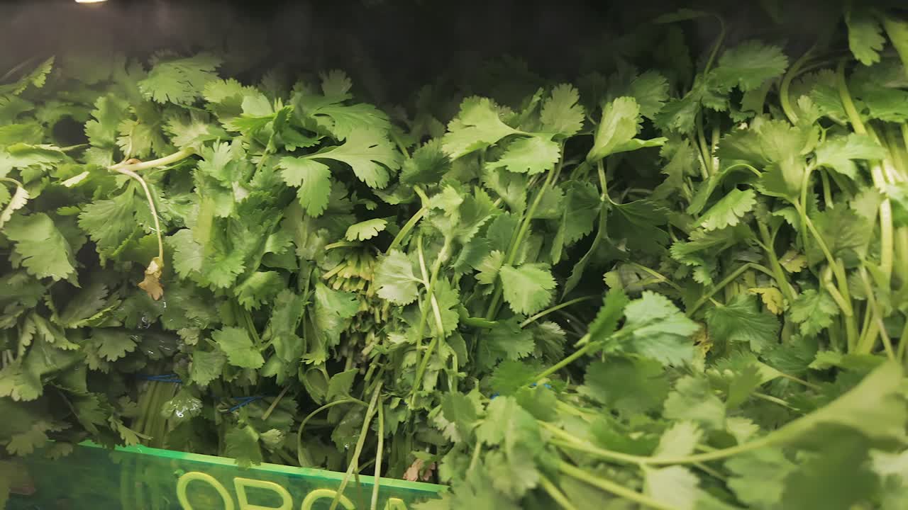 cilantro orgánico en un supermercado bajo un spray de agua brumosa para mantener fresco
