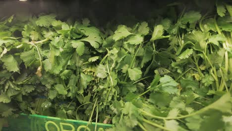 organic cilantro at a supermarket under a water misty spray to keep fresh