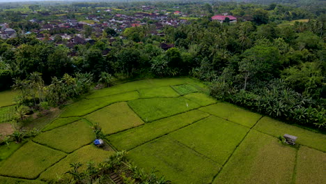 Reveló-Campos-De-Terrazas-De-Arroz-Tropical-En-La-Isla-De-Bali-Occidental-En-Indonesia