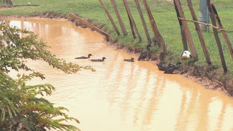 Wide-Shot-of-Ducks-in-a-Muddy-Pond