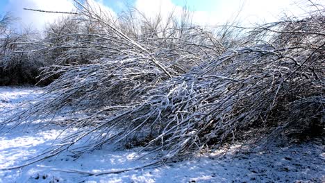 Das-Ende-Des-Winters-In-Österreich-Mit-Schnee,-Der-Von-Ästen-Fällt