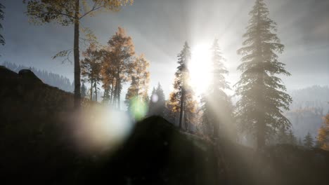 sun beams through trees