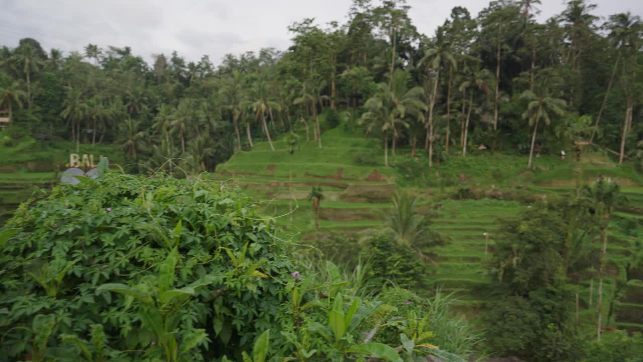 Jungle and terraced rice fields of Indonesia, motion view