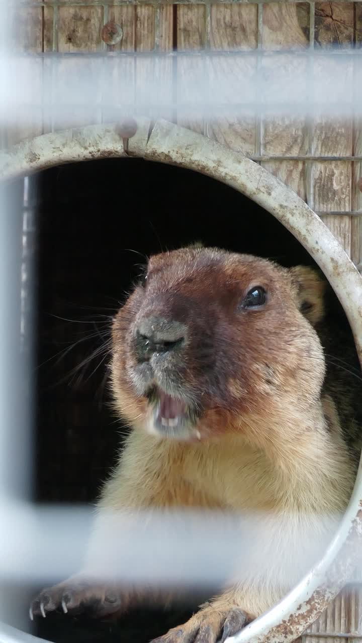 Vista ravvicinata di una marmotta che guarda da una piccola apertura di riparo ed emette richiami.