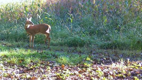 Prächtiger-Weißschwanzbock-Mit-Geweih,-Der-Am-Rand-Des-Maisfeldes-Durch-Hohes-Gras-Läuft