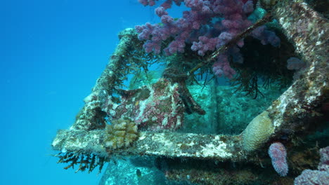 beautifully camouflaged frogfish on a shipwreck