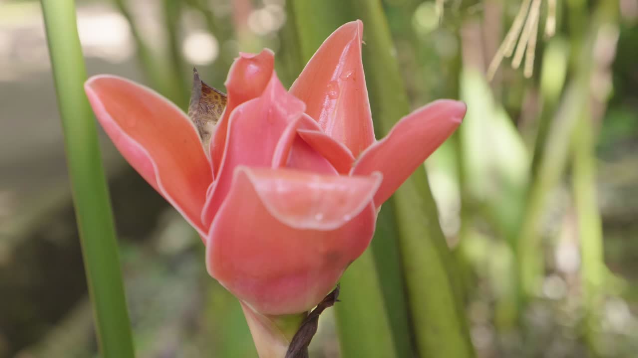 Red Flower In Forest, Slow Motion