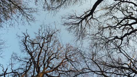 looking up to dancing trees in the wind during winter - focus pull