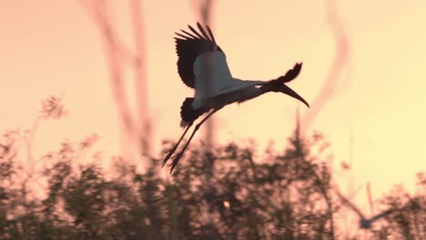 Cigüeña-De-Madera-Volando-Durante-La-Puesta-De-Sol-En-El-Pantano-De-Los-Everglades-En-Cámara-Lenta