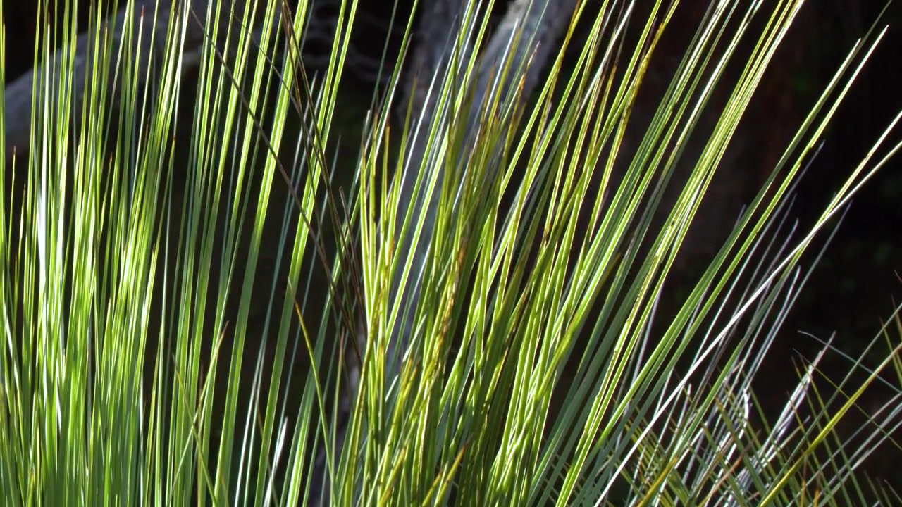 Primo piano di foglie verdi e appuntite di Xanthorrhoea che ondeggiano alla luce del sole nelle Blue Mountains, Australia
