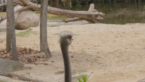 Close-up-of-an-ostrich's-head-looking-around-in-a-sandy-landscape