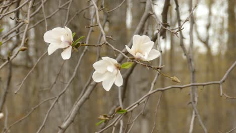 fresh white flower blossom on tree branches with forestry background