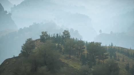 trees-on-meadow-between-hillsides-with-forest-in-fog