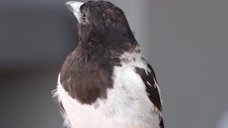 bird turning head, observing environment attentively