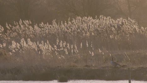 ducks are in the open field bank of the pond