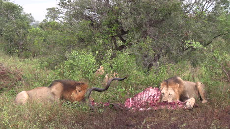 Leones-Machos-Alimentándose-De-La-Carne-De-Un-Antílope-Kudu-Recién-Sacrificado