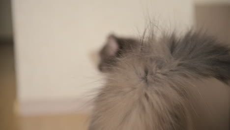 close up of grey cat's tail moving while unrecognizable owner picking cat up and putting it in a cardboard box