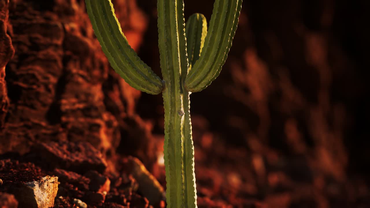 cactus en el desierto de arizona cerca de piedras de roca roja