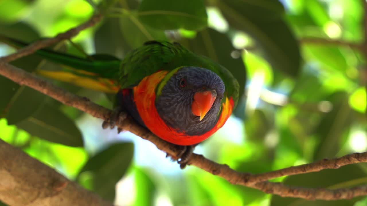 아름다운 햇빛 아래에서 먹이를 먹은 후 야생 친근한 무지개 앵무새를 포착하고, 나뭇가지에 앉고, 부리를 갈고, 혀를 클릭하고, 짹짹거리고, 만족하고 행복함을 느끼는 모습을 올려다 봅니다.