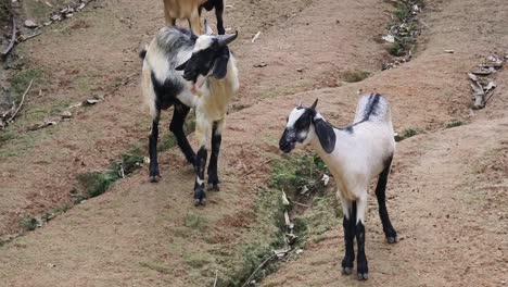 goats on a hill