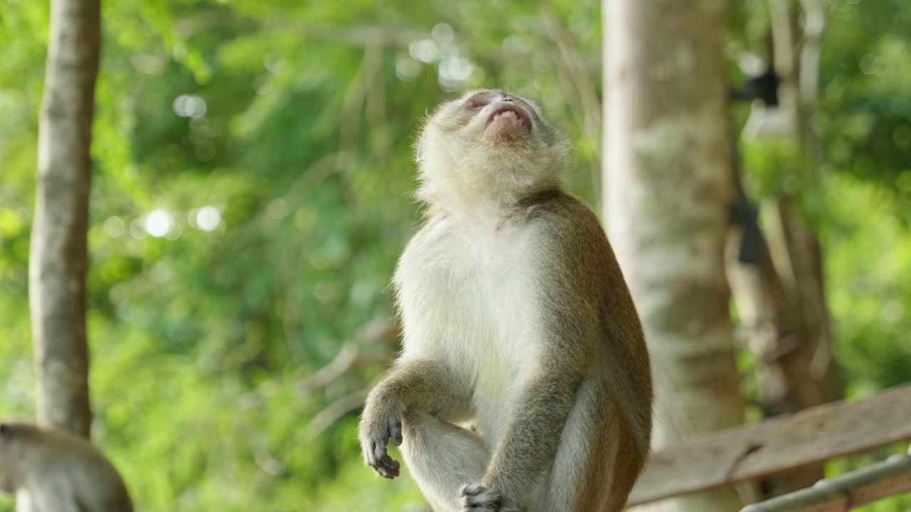 Close-up footage of a grey long-tailed macaque hanging on a tree branch in the jungle of Thailand. The wild monkey is surrounded by tropical vegetation showing natural wildlife behavior in its habitat