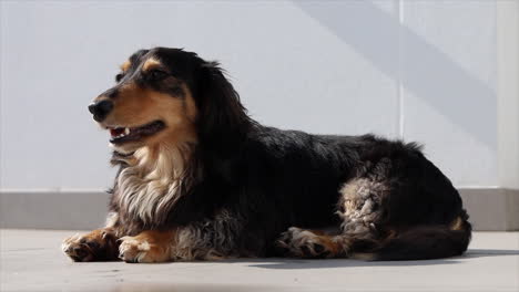 Dark-Sausage-dog-lying-on-it's-belly-outside-on-grey-patio