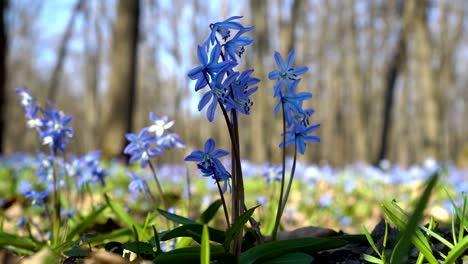 the shadow runs over the first spring blue flowers, which sway in the wind on a sunny day. scilla siberica or blue snowdrop in forest. close up. view from below, from ground level. 4k. 25 fps.