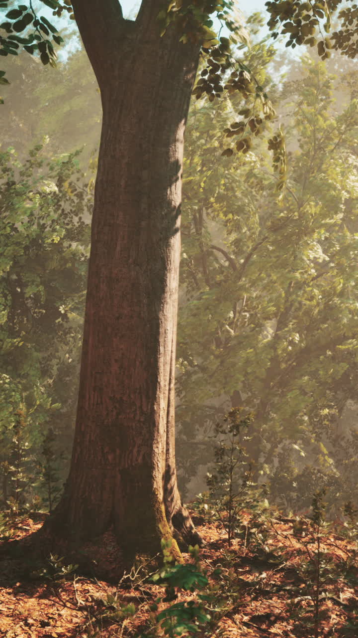 Sunlight shining through trees in a forest