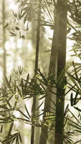 tranquil bamboo forest