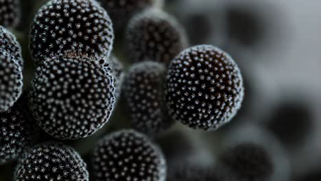 close-up of seed heads