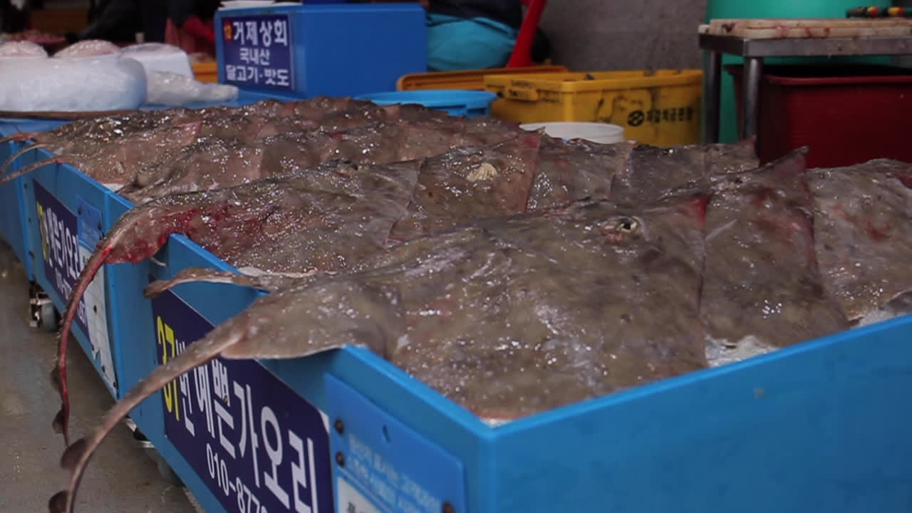 Fresh Rays at a Korean Fish Market