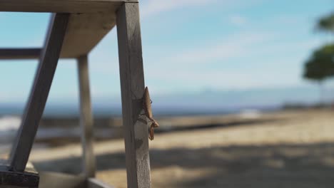 praying mantis on the side of beach chair with ocean waves splashing in the background with shallow depth of field