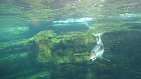 dolphin swimming elegantly in a clear water habitat