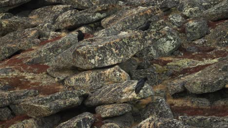 cuervos sentados en rocas en una tundra