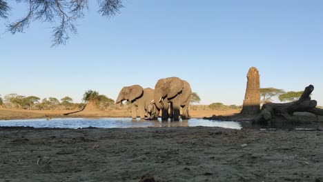 serene scene of a family of african elephants gathering around a waterhole to quench their thirst in the heart of the african savannah