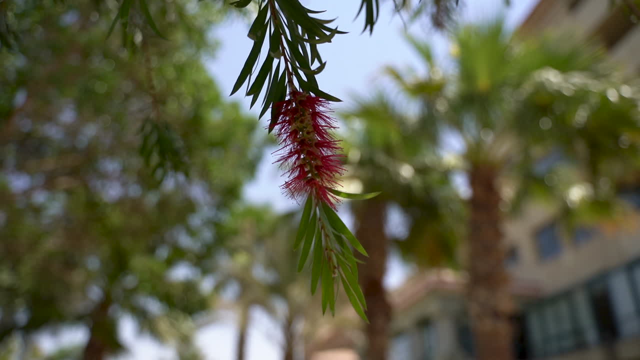 камера смотрит вверх и медленно движется под деревьями