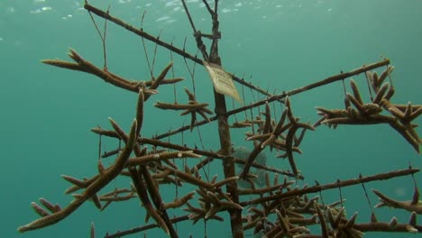 coral restoration project