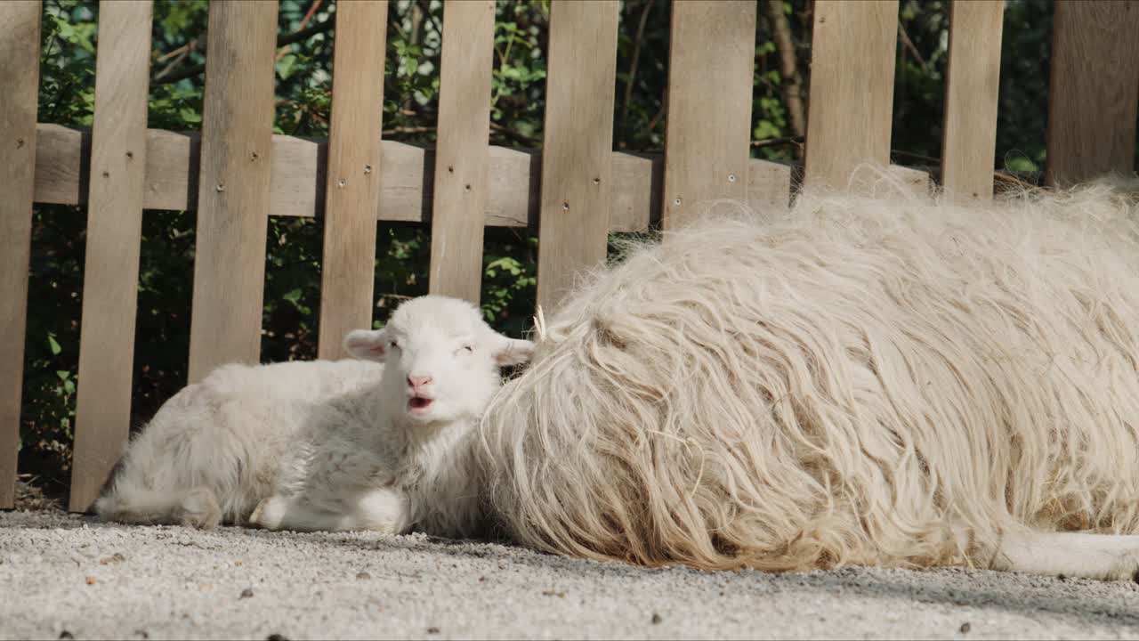 Un giovane agnello giace vicino a una pecora adulta mentre questa mastica tranquillamente, entrambi riposano a terra vicino a una recinzione di legno in un tranquillo recinto agricolo.