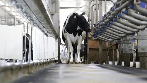 curious holstein dairy cow walks toward camera while waiting to be milked