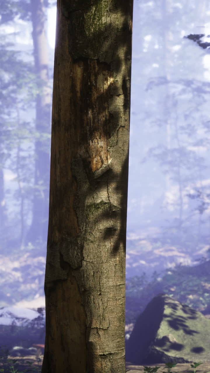 Paesaggio nebbioso di una foresta con alberi alti e terreno roccioso in pieno giorno