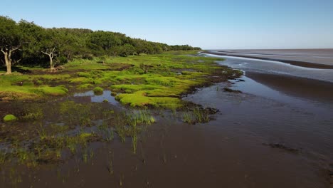 Low-forward-aerial-of-swamp-by-bank-of-La-Plata-River-in-Argentina