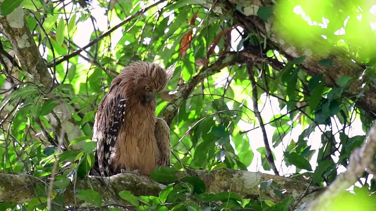 el búho pez buffy es un búho grande y, sin embargo, el más pequeño entre los cuatro búhos peces