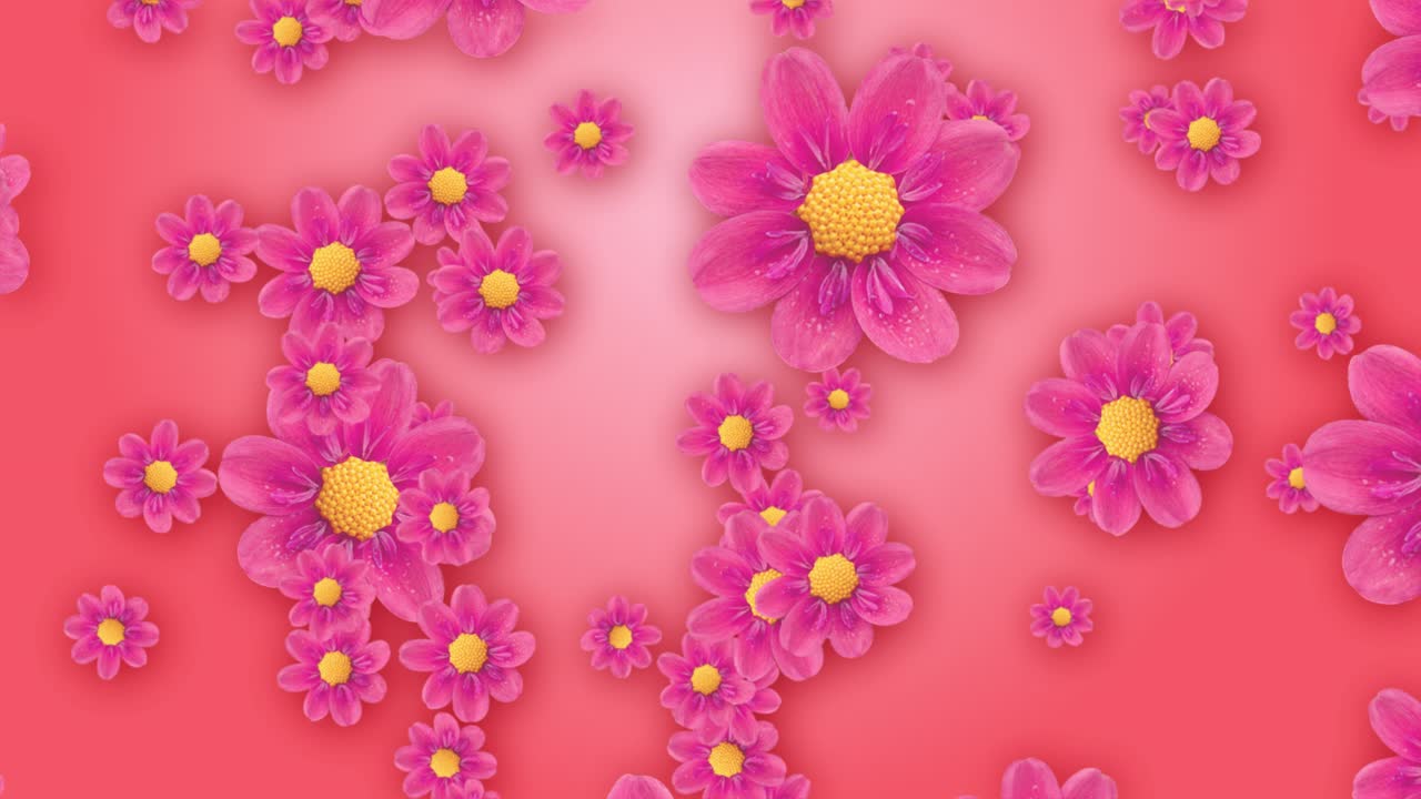 Beautiful pink cosmos flower in meadow field blooming in springtime flowing upward concert