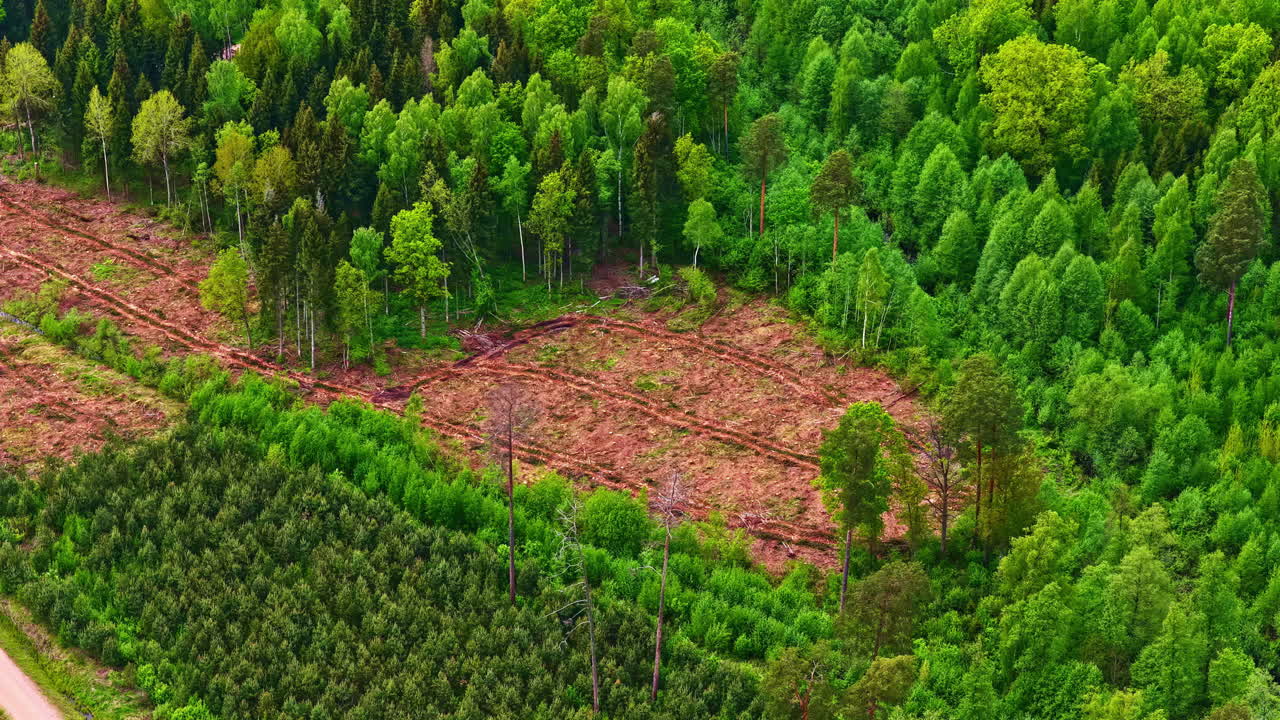 Drone video of deforested patch of woodland surrounded by dense green forest