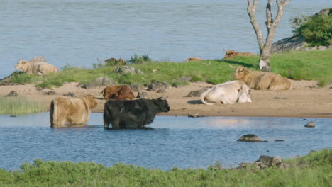 CLOSEUP---Highland-cattle-bathing-in-a-loch,-a-warm-sunny-day-in-Scotland