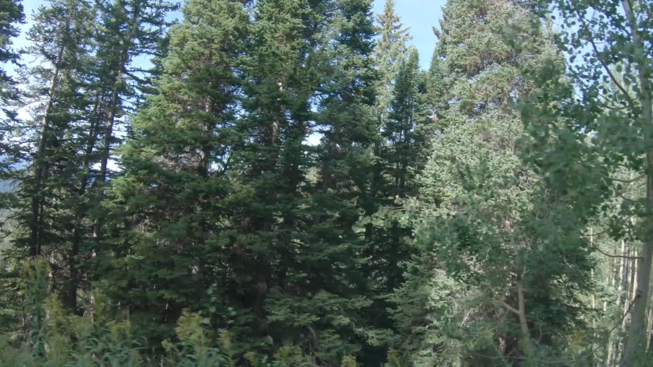 Mountains, trees, and views of the Rockies in Colorado