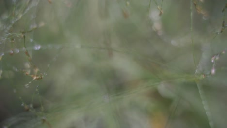 Beautiful-morning-close-up-of-drops-of-dew-on-tall-green-grass-in-the-sun