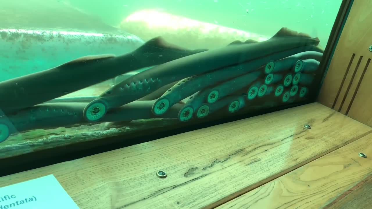 그들의 강한 빠는 입으로 유리에 매달려 수중 태평양 lampreys의 스톡 푸티지 비디오