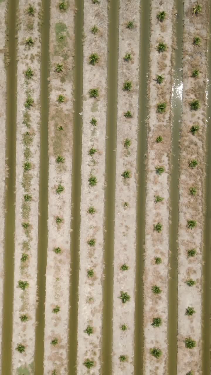 Aerial view of an oil palm plantation