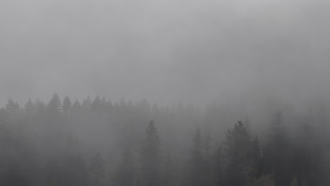 Aerial-Views-of-Fog-Blanketed-Forest-near-Little-Fort-in-Autumn